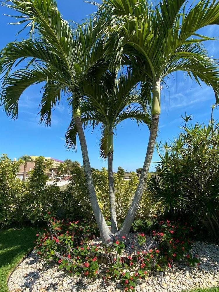 סיינט פיט ביץ' Beachside Resort Motel מראה חיצוני תמונה